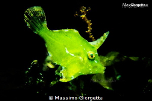 juvenile green file fish by Massimo Giorgetta 
